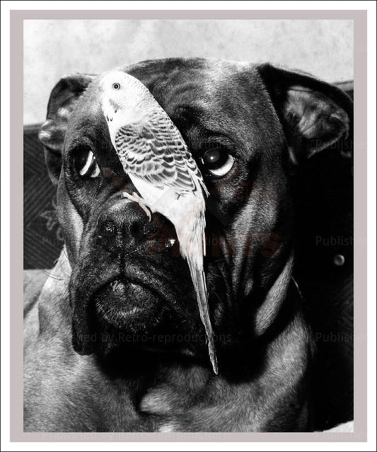 Photographic Print, canvas prints, A Bird's eye View - Vintage Art, canvas prints