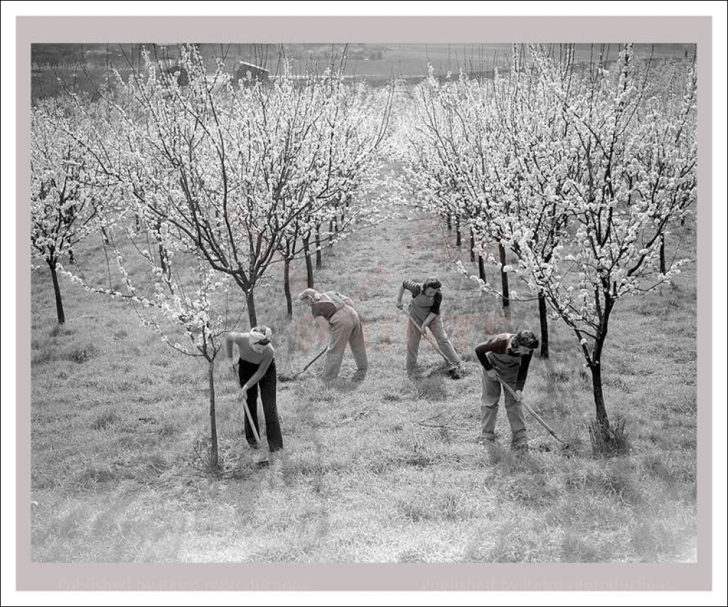 Women at War - On the Land 7, vintage art photo print reproduction, WWII - Vintage Art, canvas prints
