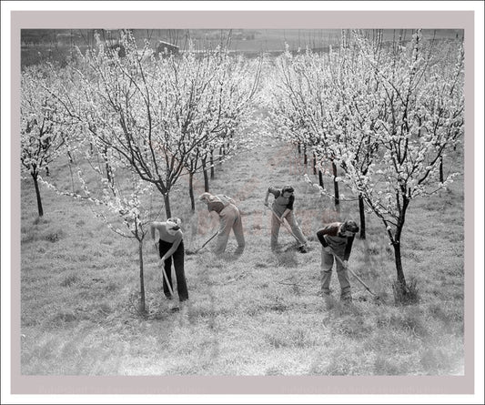 Women at War - On the Land 7, vintage art photo print reproduction, WWII - Vintage Art, canvas prints