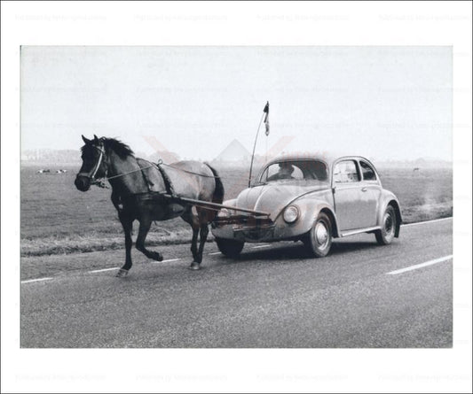 Pony Pulling, vintage photo art print reproduction - Vintage Art, canvas prints