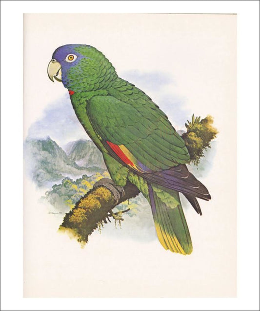 Red Necked Amazon no. 557 - Vintage Art, canvas prints
