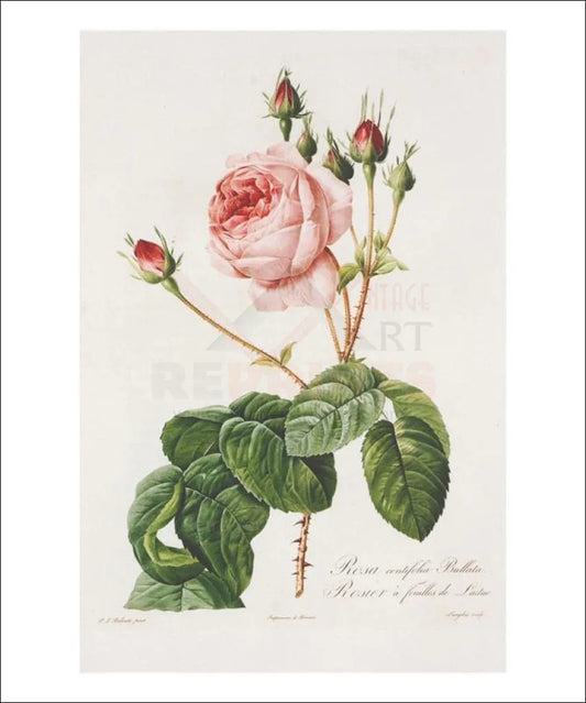 Redoute Rosa Centifolia Bullata - VINTAGEARTREPRINTS.COM