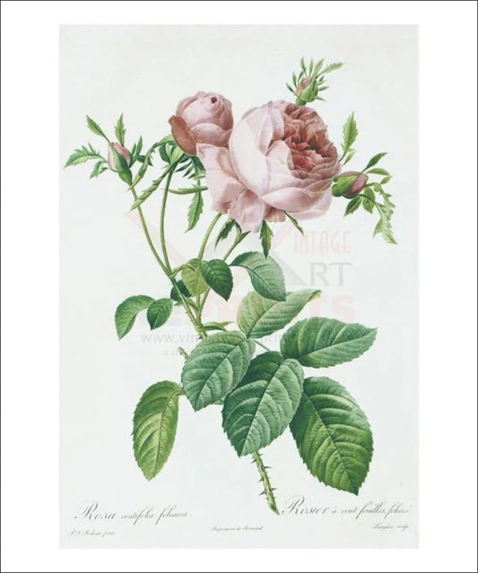 Redoute Rosa Centifolia foliacea - VINTAGEARTREPRINTS.COM