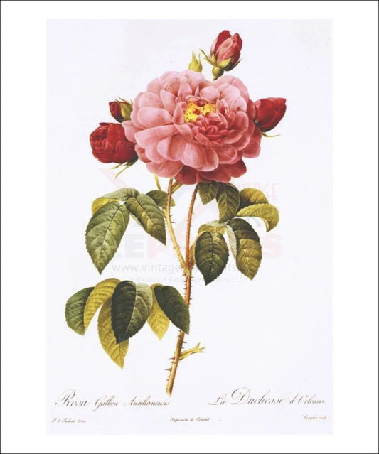 Redoute Rosa Gallica Aurelianensis - VINTAGEARTREPRINTS.COM