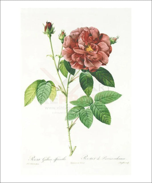 Redoute Rosa Gallica Officinalis, Flower, Art Print - VINTAGEARTREPRINTS.COM