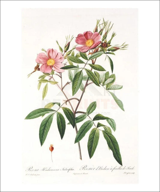 Redoute Rosa Hudsoniana Salicifolia, FLOWER, art Print - VINTAGEARTREPRINTS.COM