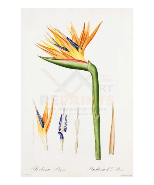 Redoute Strelitzia Regina, Flower, Art Print - VINTAGEARTREPRINTS.COM