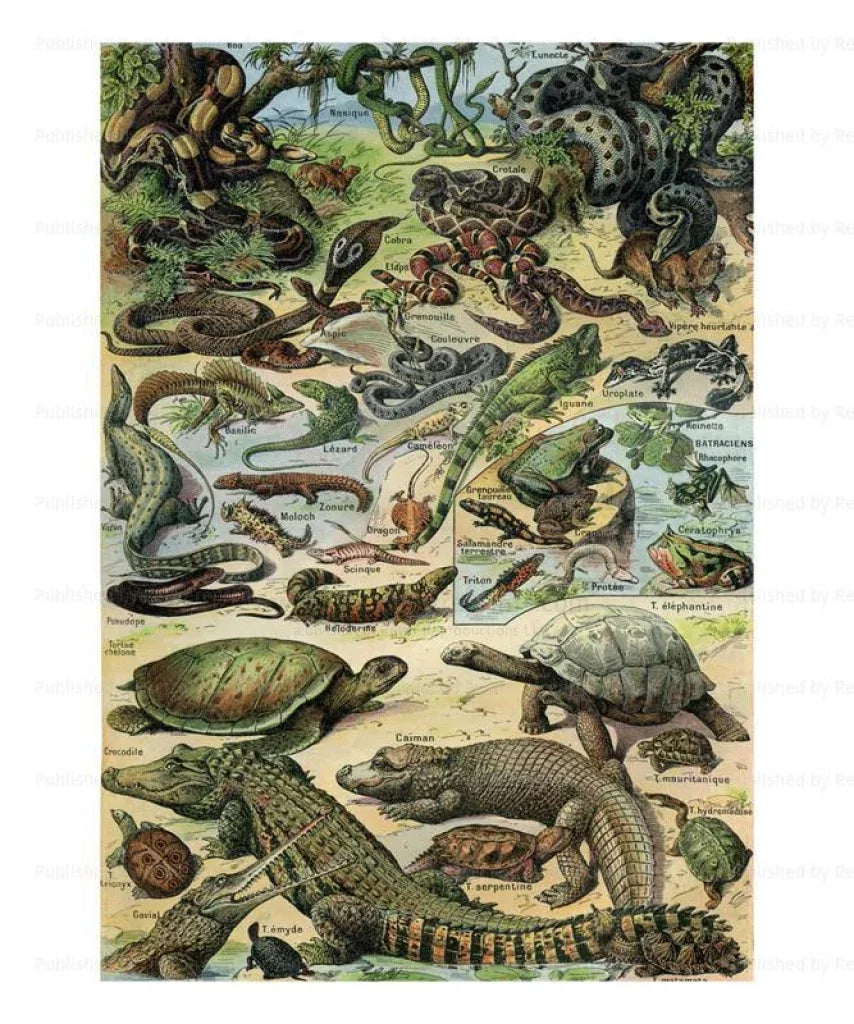 Reptiles - VINTAGEARTREPRINTS.COM