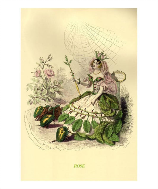 Rose - Vintage Art, canvas prints