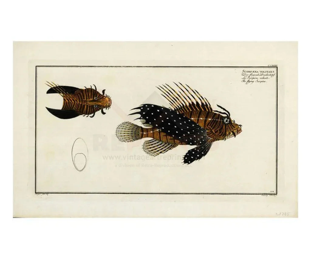 Flying Fish - VINTAGEARTREPRINTS.COM