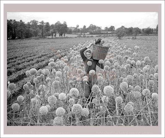 Vintage art canvas prints, Women at War - On the Land 21, WWII - Vintage Art, canvas prints